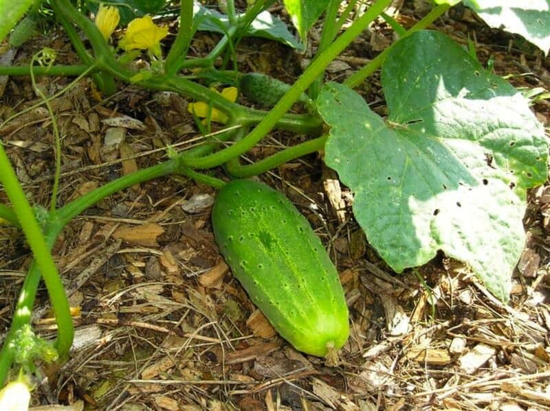 cucumber fruit ready to be harvested