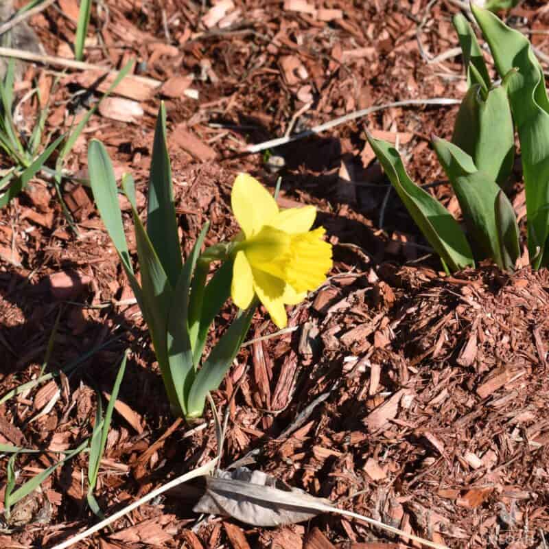 daffodil plant in red mulch