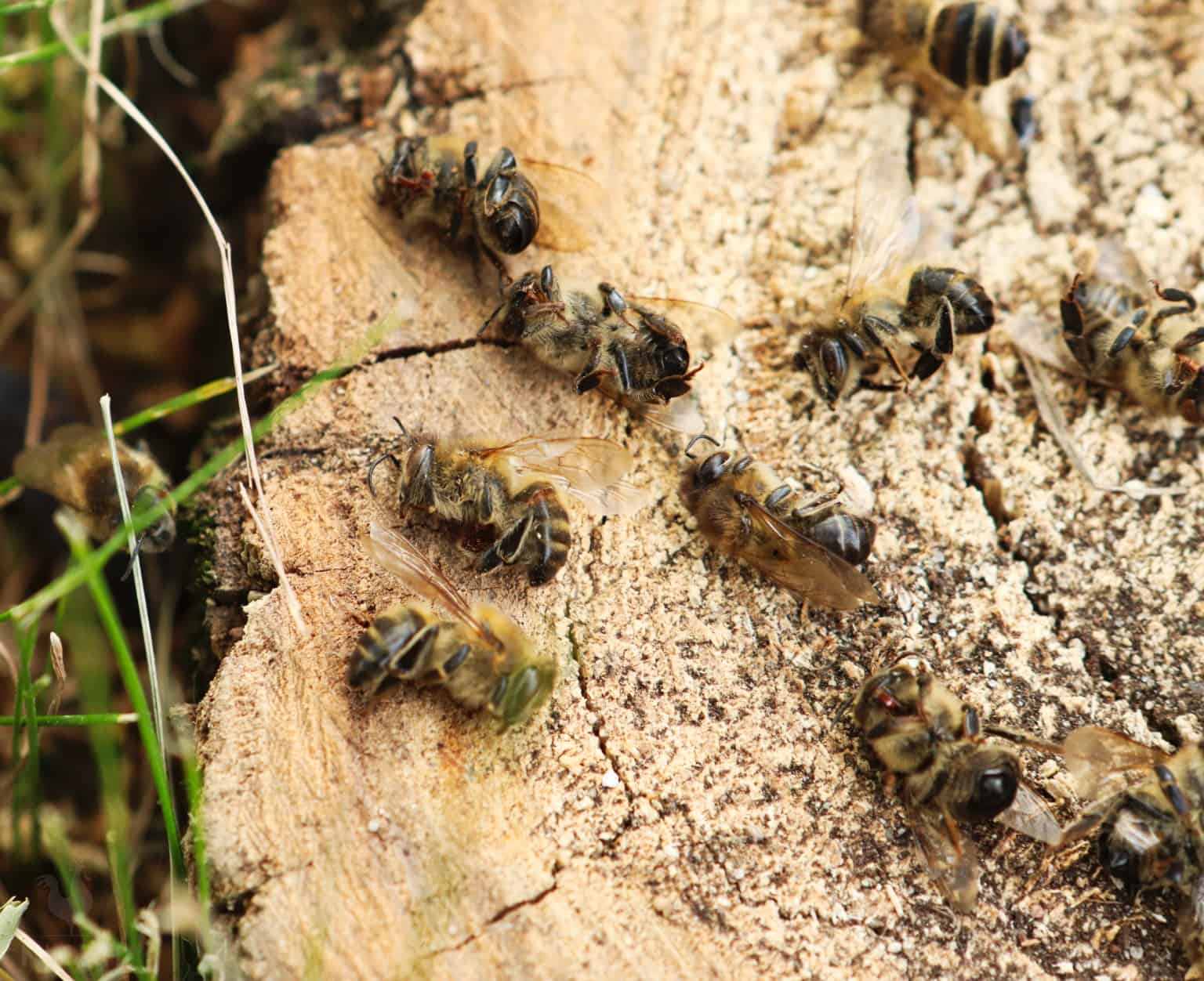 dead honeybees on tree stump