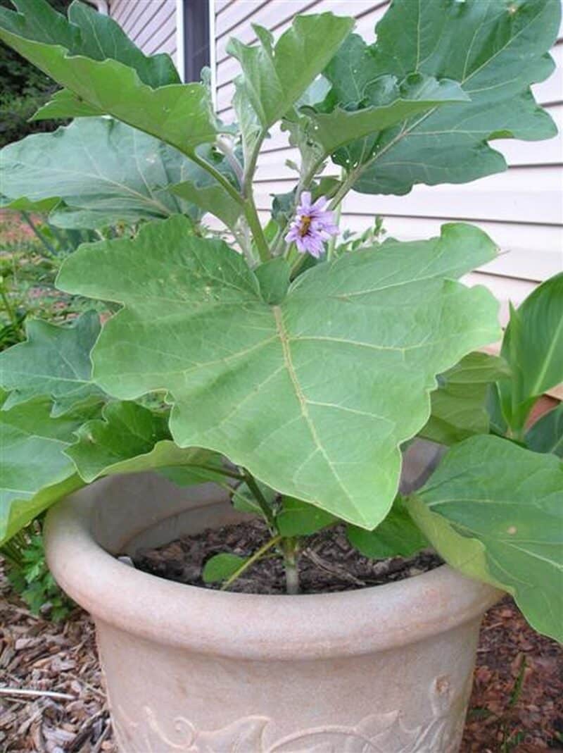 eggplant in container