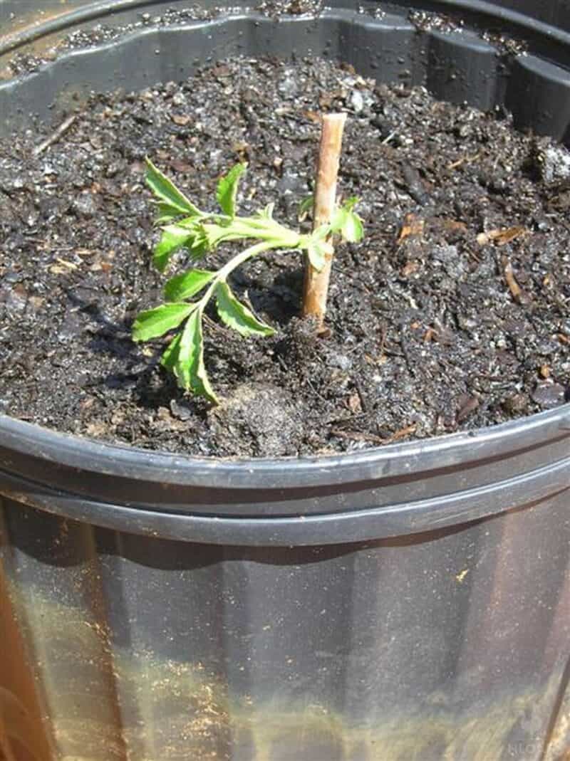 elderberry cutting planted in pot