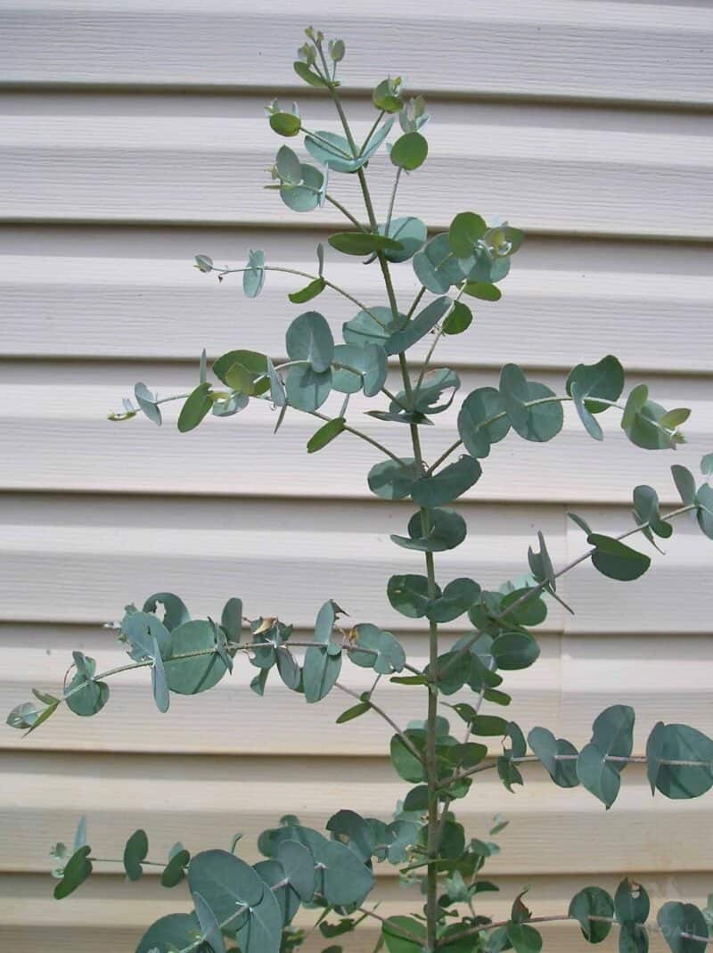 a eucalyptus plant
