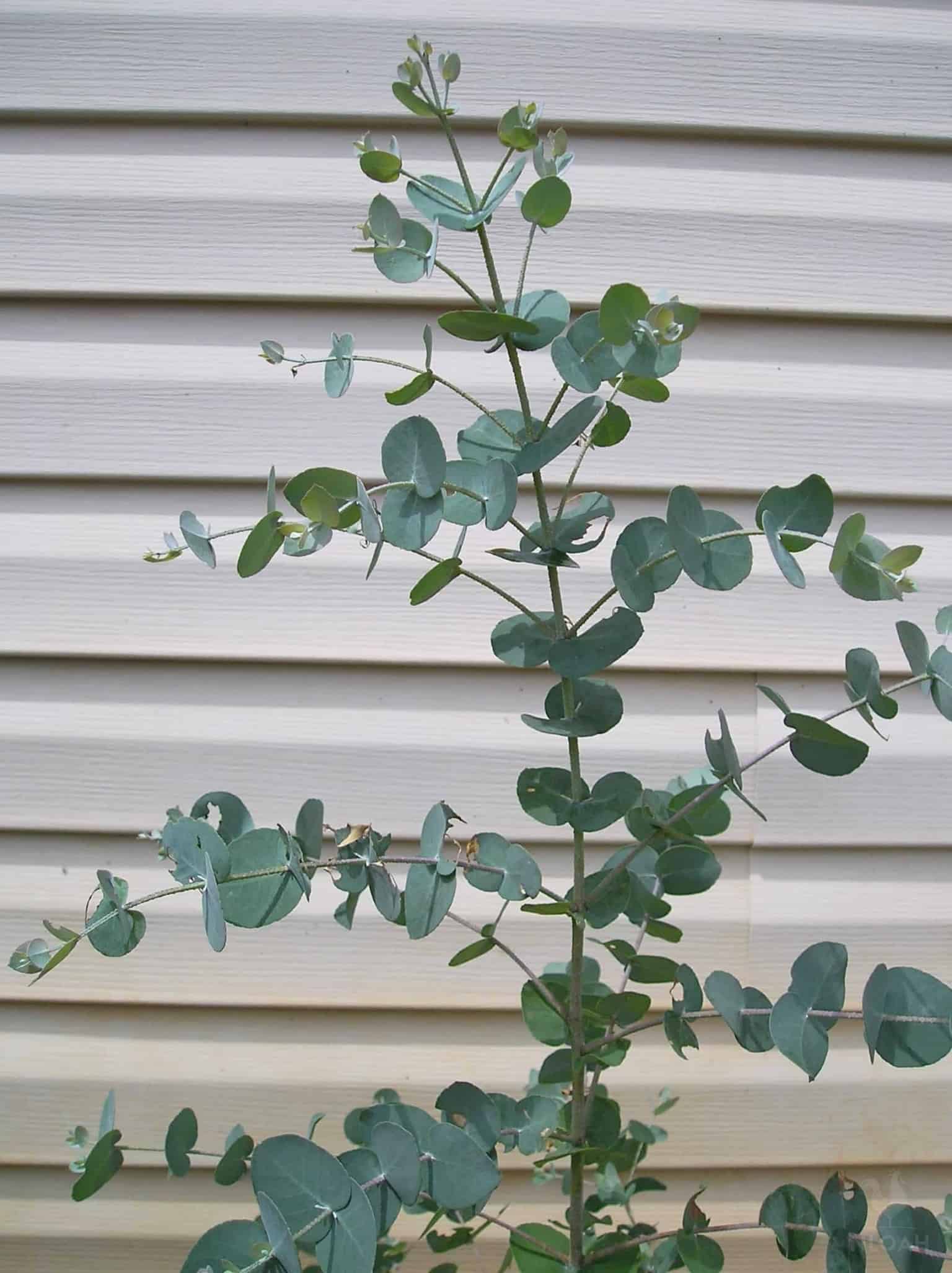 Eucalyptus Tree: Care, Grow, Varieties, Lifespan, Propagation, Benefits, Planting  