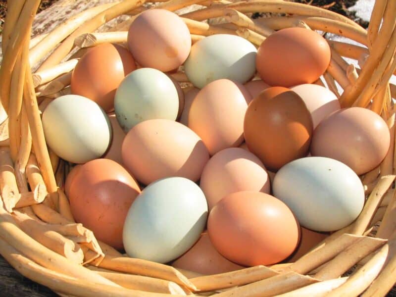 farm-fresh eggs in basket