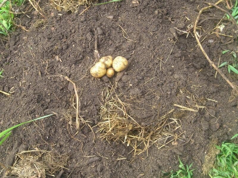 four harvested potatoes on the ground