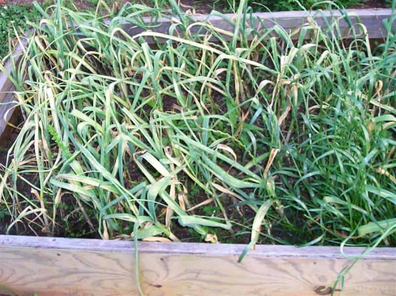 garlic in raised bed ready to harvest
