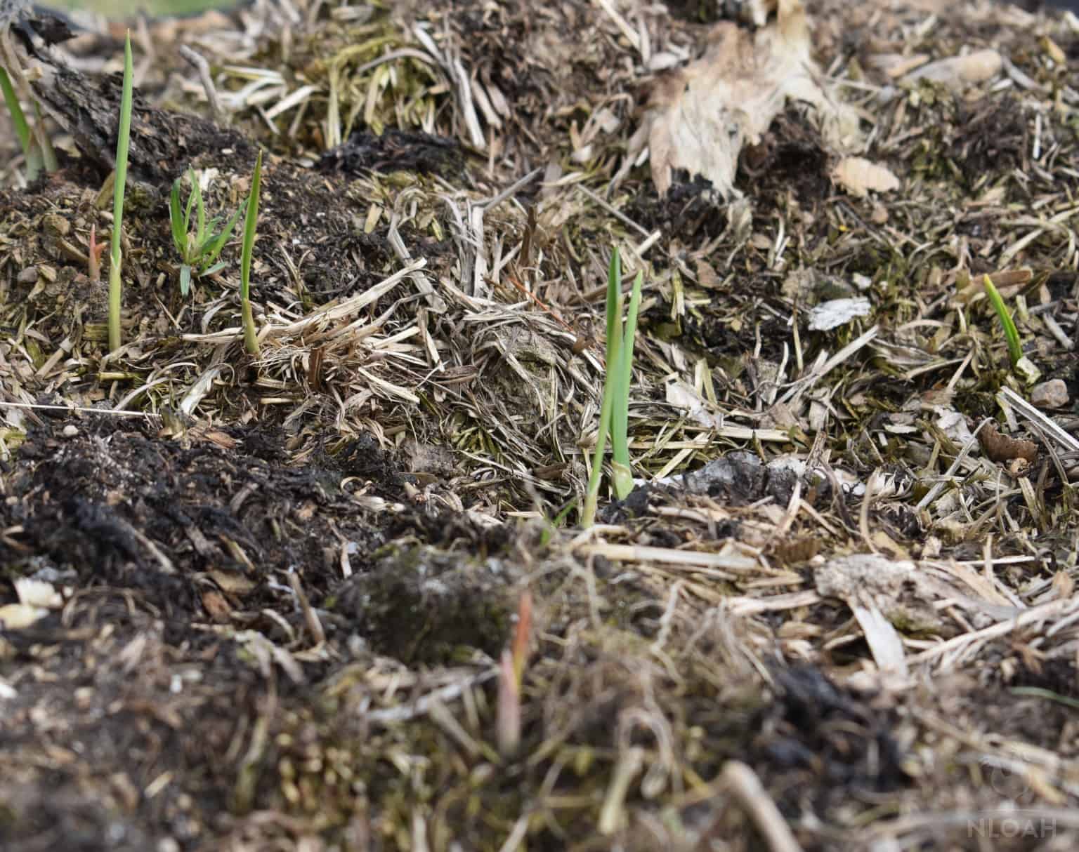 garlic shoots emerging in the spring