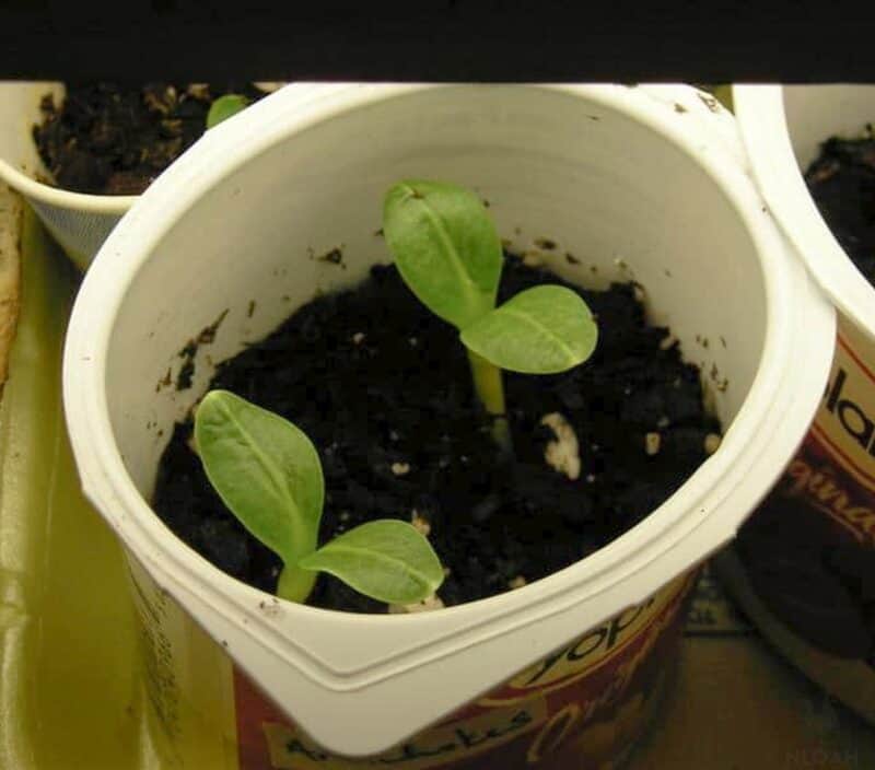 globe artichoke plant growing in plastic cup