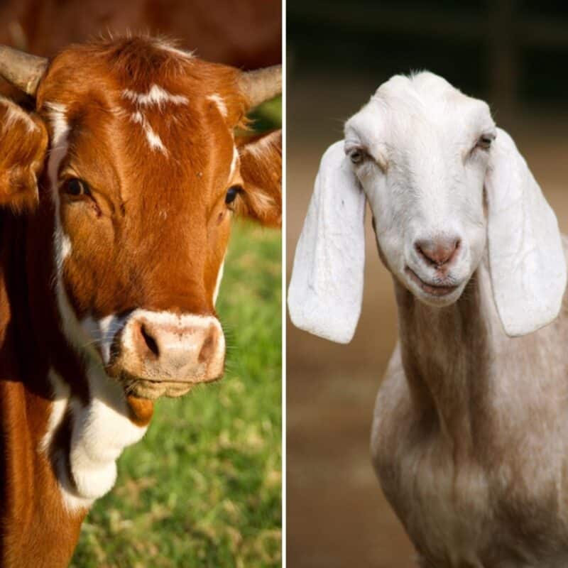goat and cow