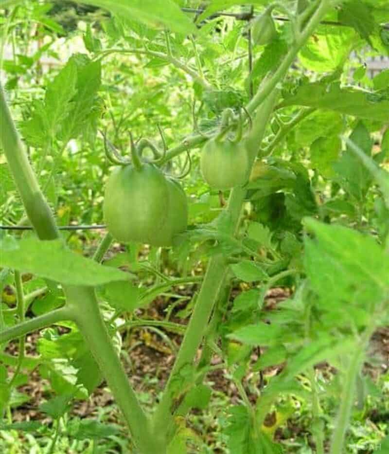 green Roma tomatoes on bush