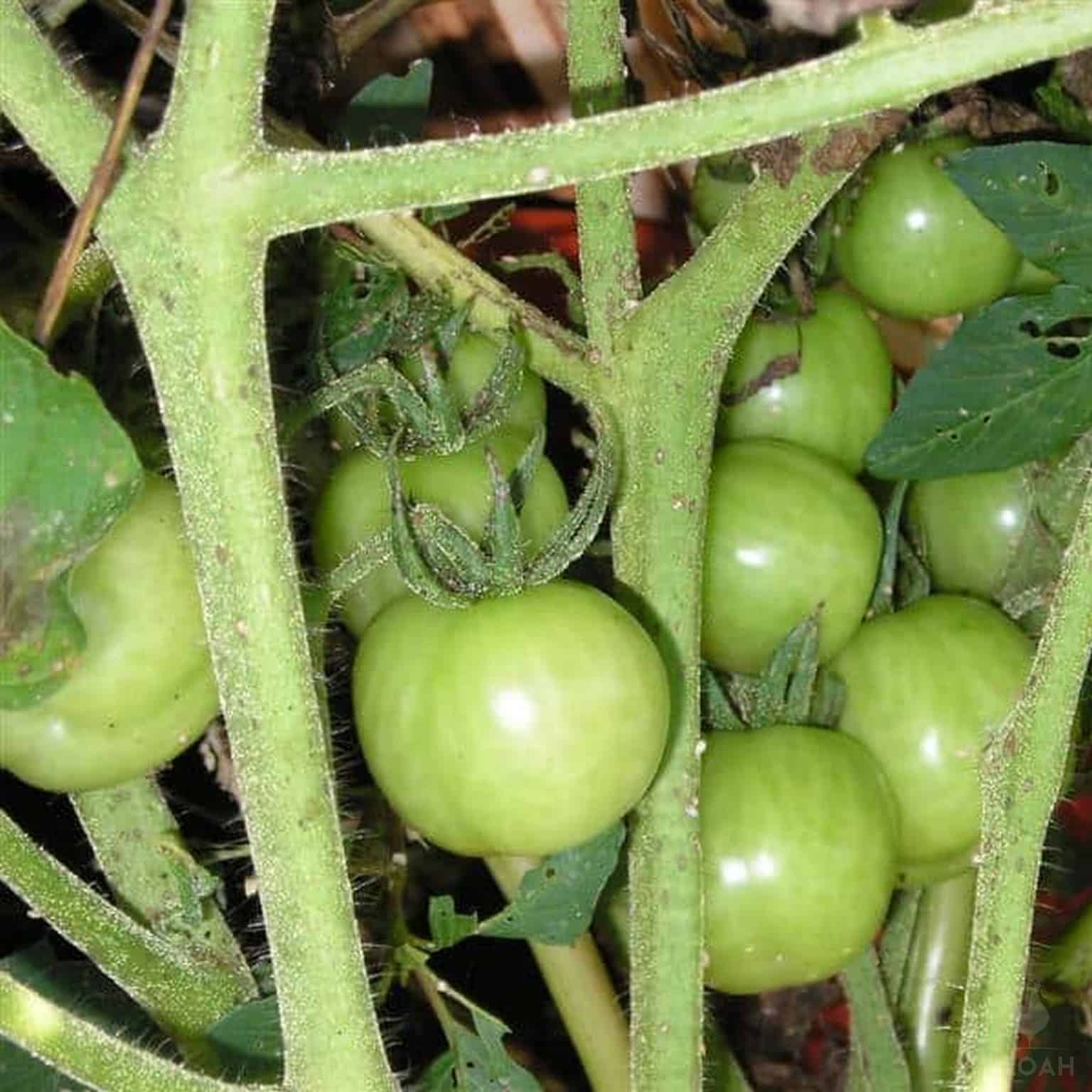 green tomatoes bush
