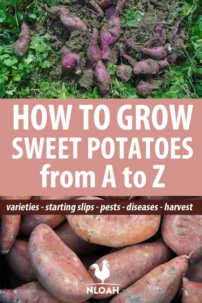 growing sweet potatoes pinterest