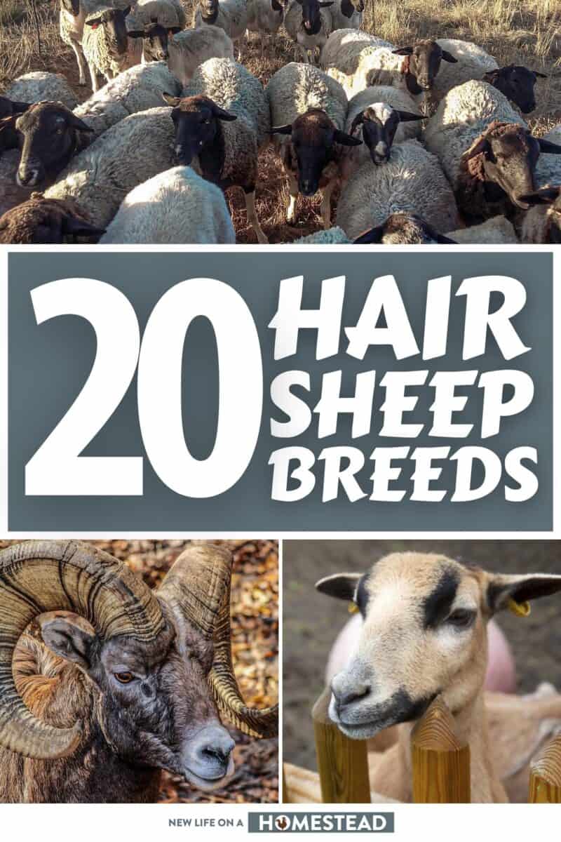 hair sheep breeds pinterest