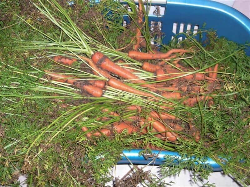 harvested carrots from the garden