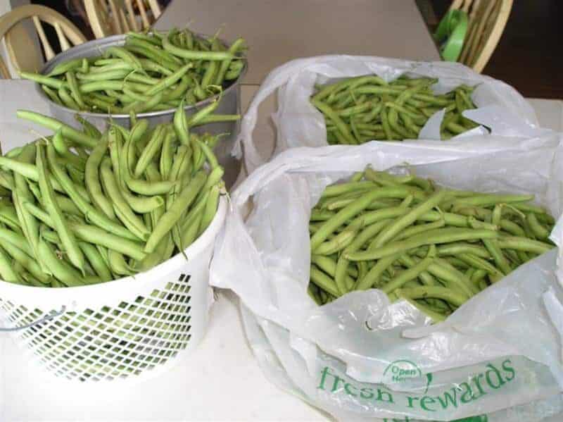 harvested green beans in containers