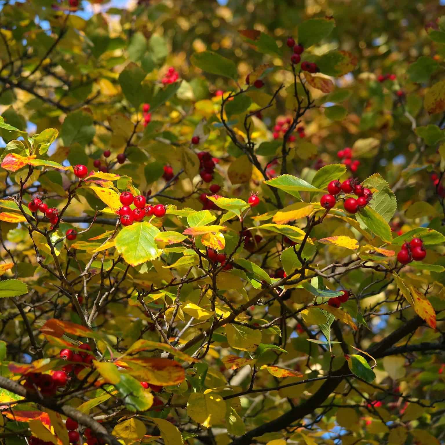 hawthorn branch with berries