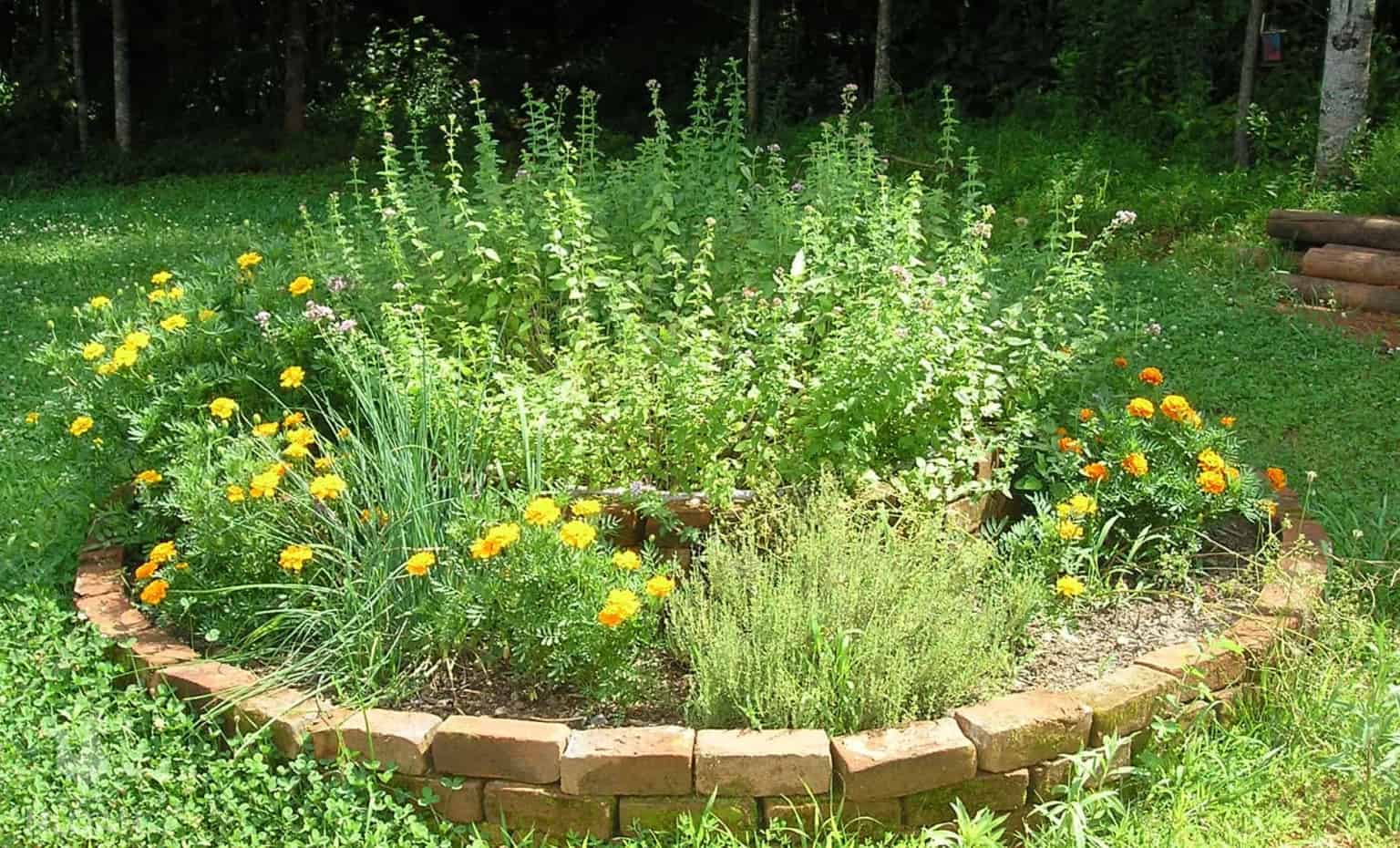 herb bed with herbs and flowers growing inside
