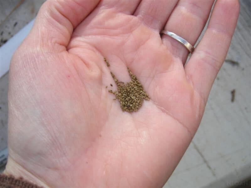 holding celery seeds in hand