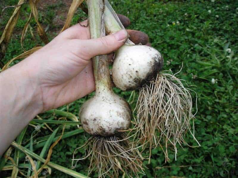 holding two harvested garlic bulbs in hand