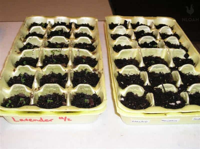 lavender cilantro marjoram and sage seedlings in egg cartons