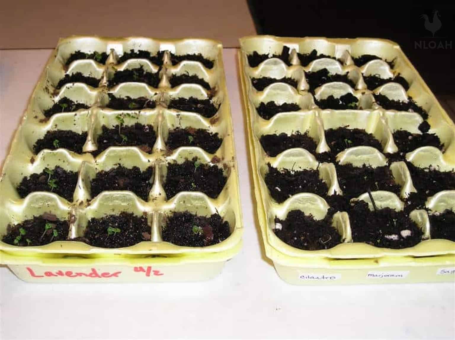 lavender cilantro marjoram and sage seedlings in egg cartons