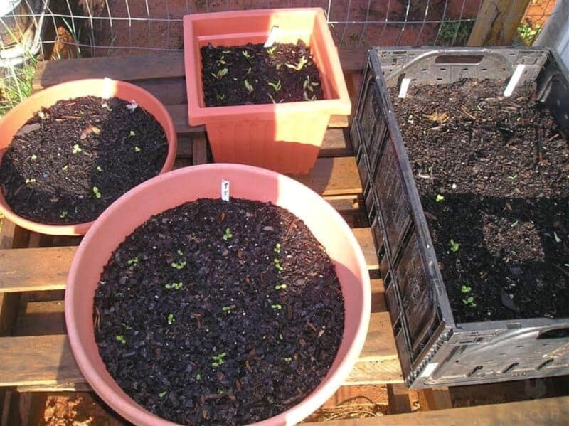 lettuce and swiss chard growing in plastic pots