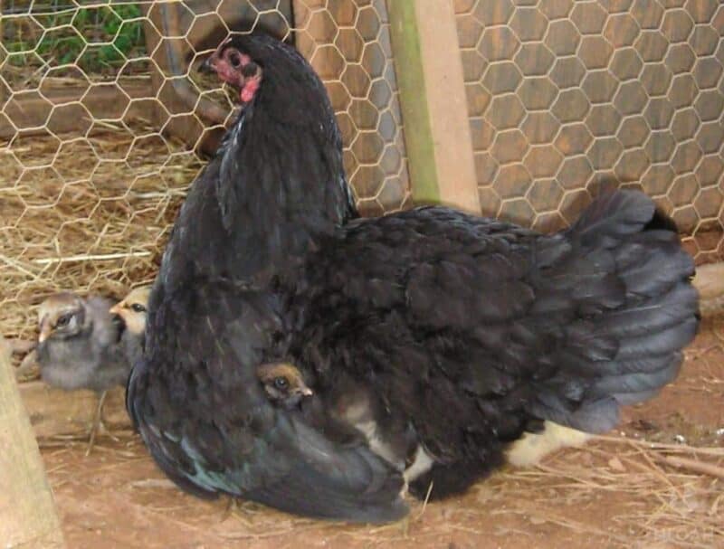 momma hen with baby chicks