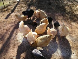 newly introduced chickens to the flock