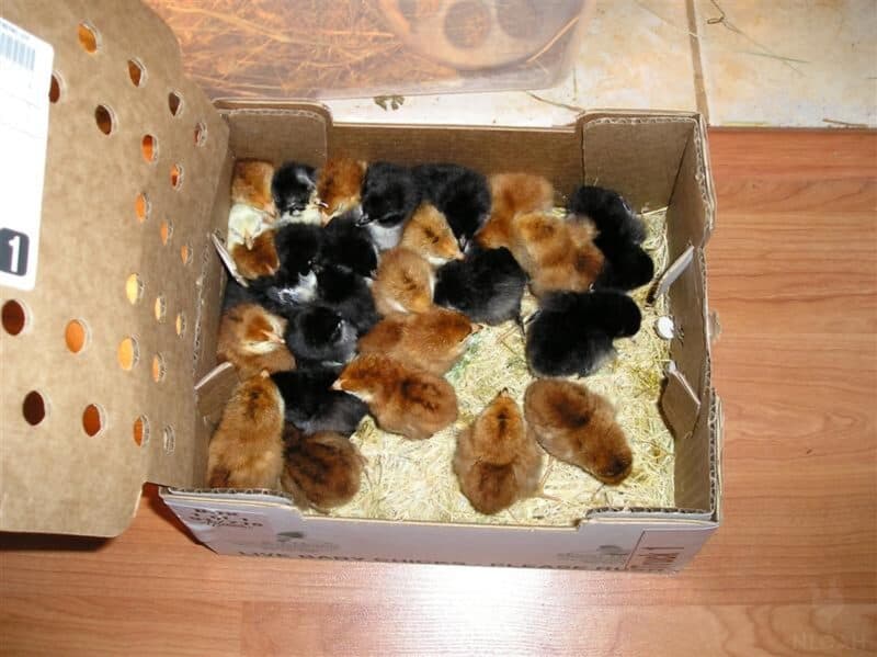 open box with baby chicks inside