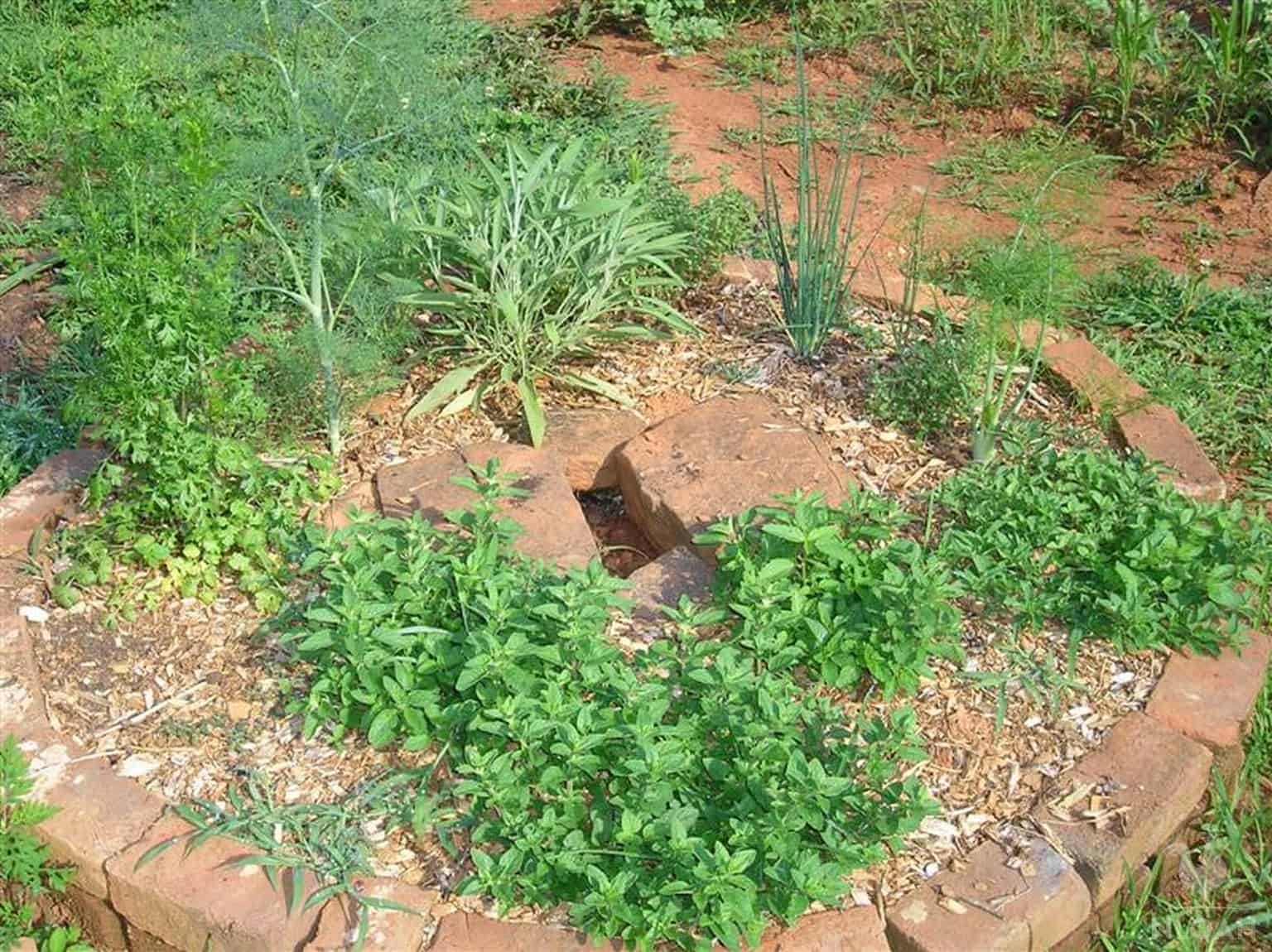 outdoor raised herb bed with sage marjoram fennel etc