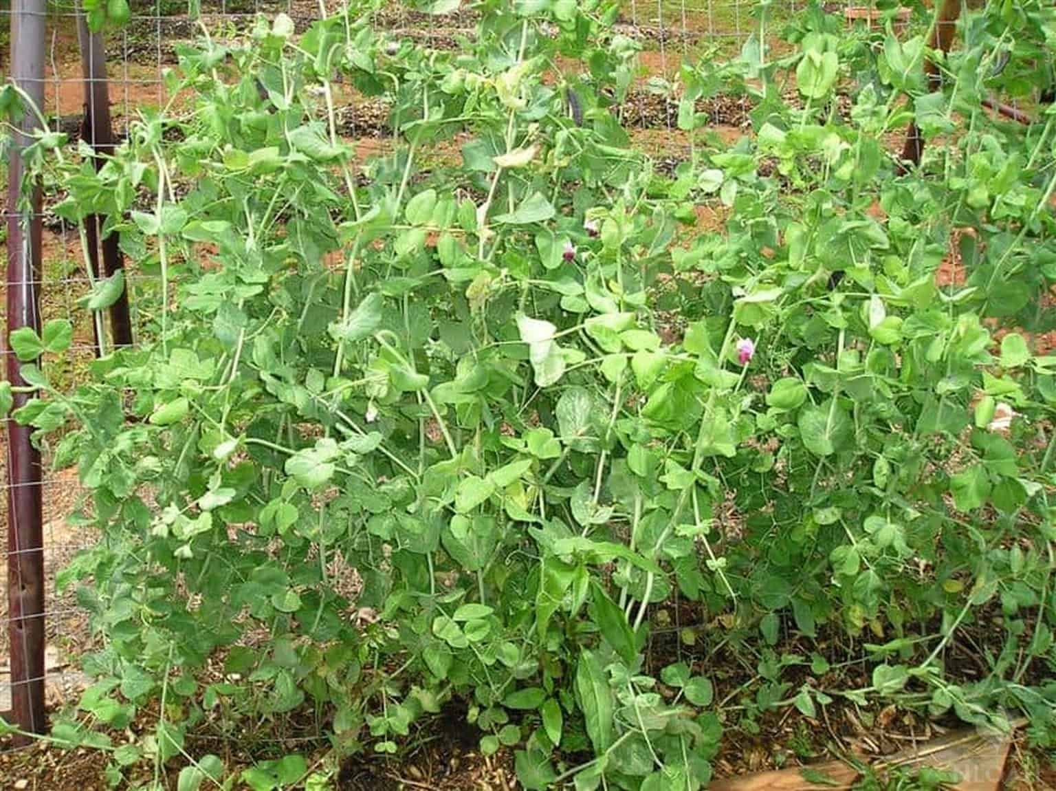 pea plants