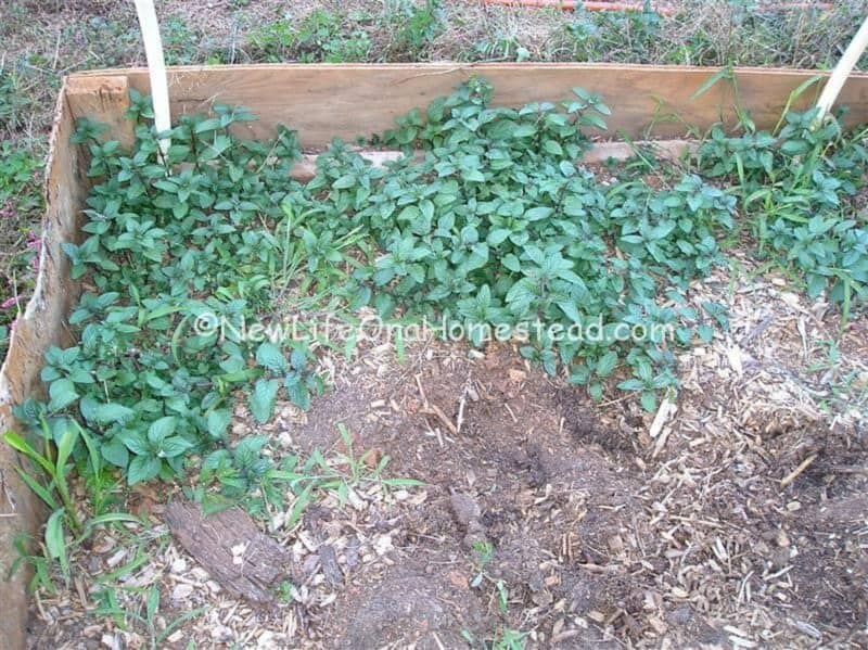 peppermint plants growing in raised beds