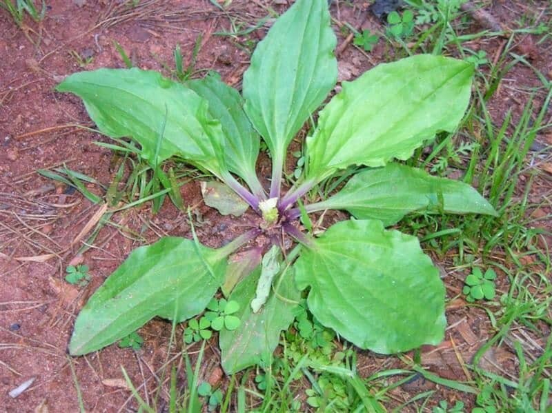 a plantain plant