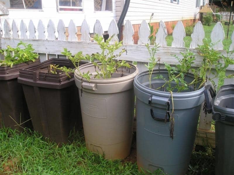 potato plants growing in garbage cans