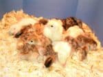 poults (baby turkeys)
