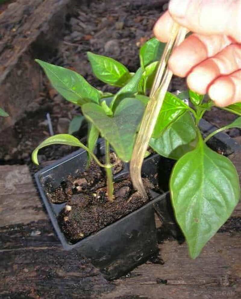 pulling out pepper plant from container with plastic fork