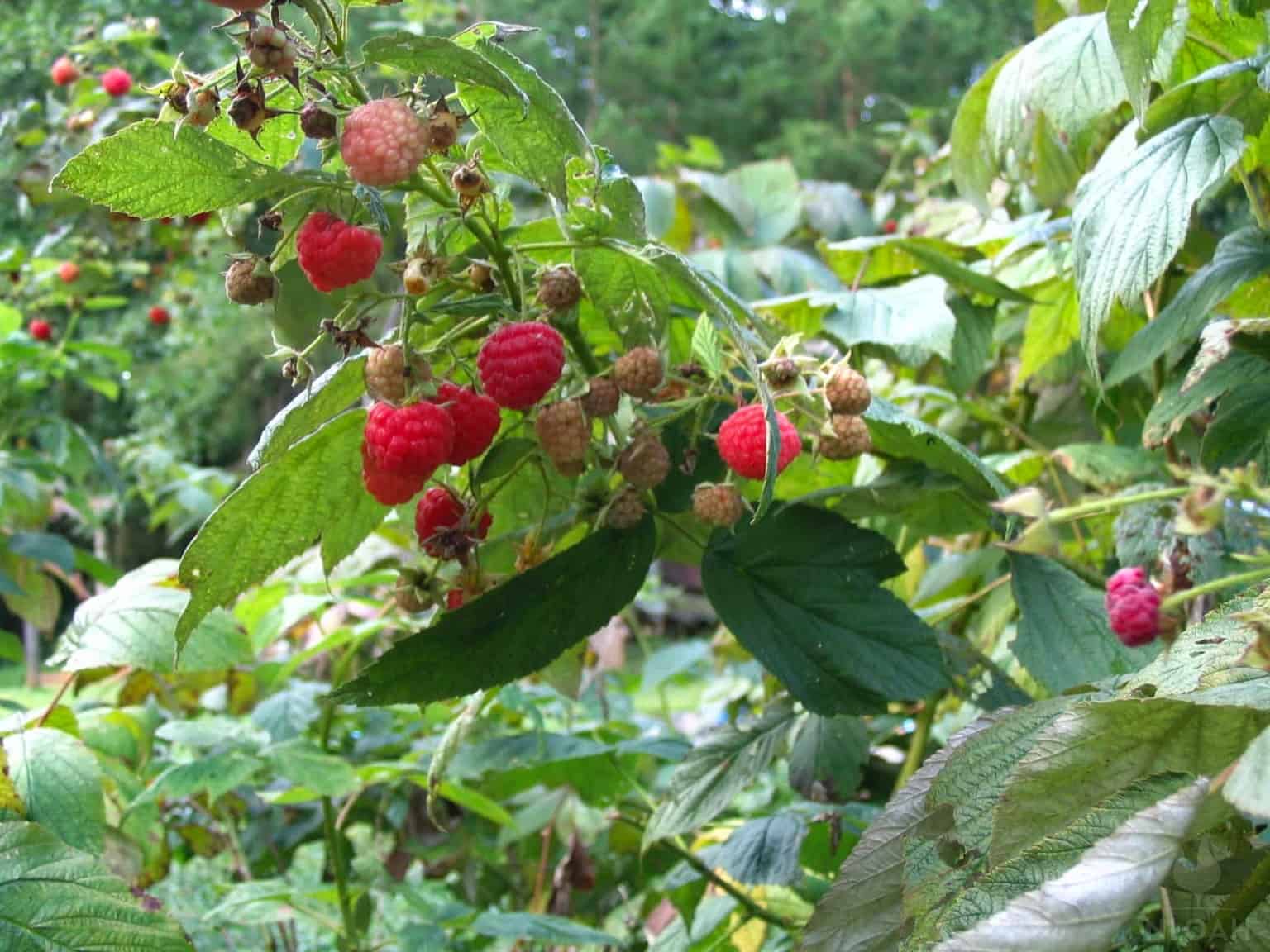 raspberries on bush