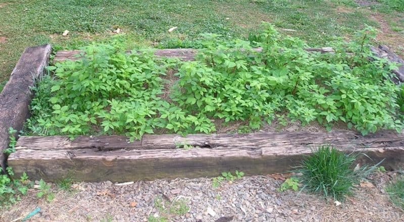 raspberry bushes in raised bed one year after planting