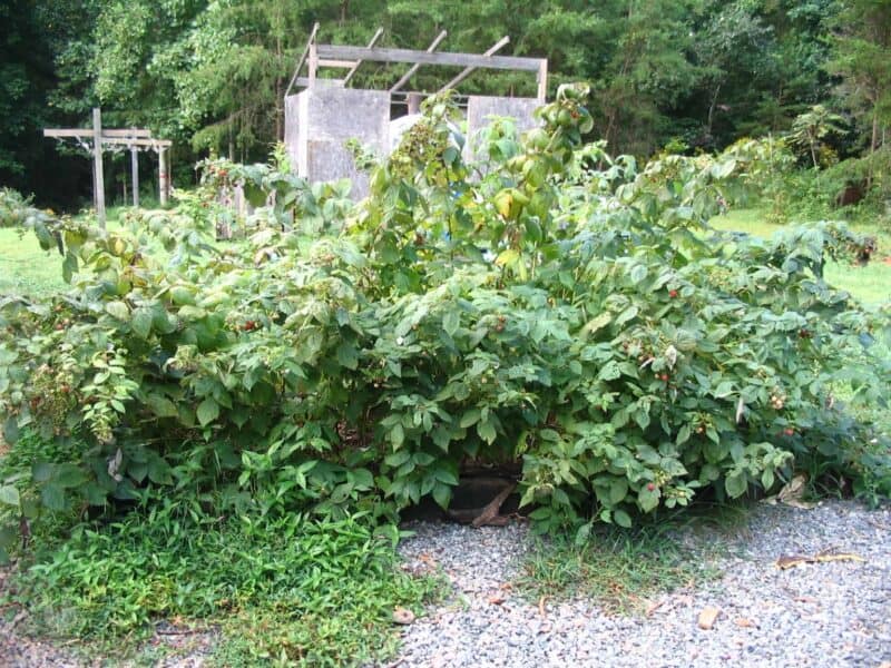 raspberry bushes in raised bed after 18 months