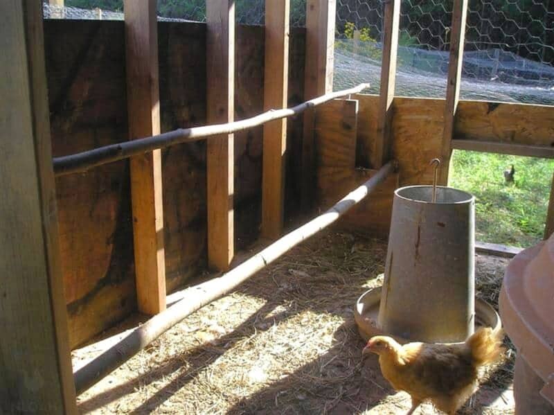 roost bars inside chicken coop