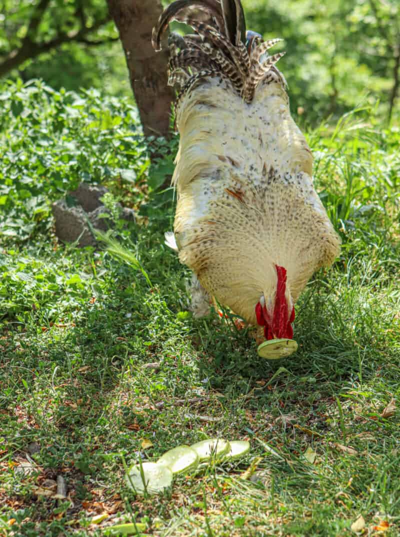 rooster eating a zucchini