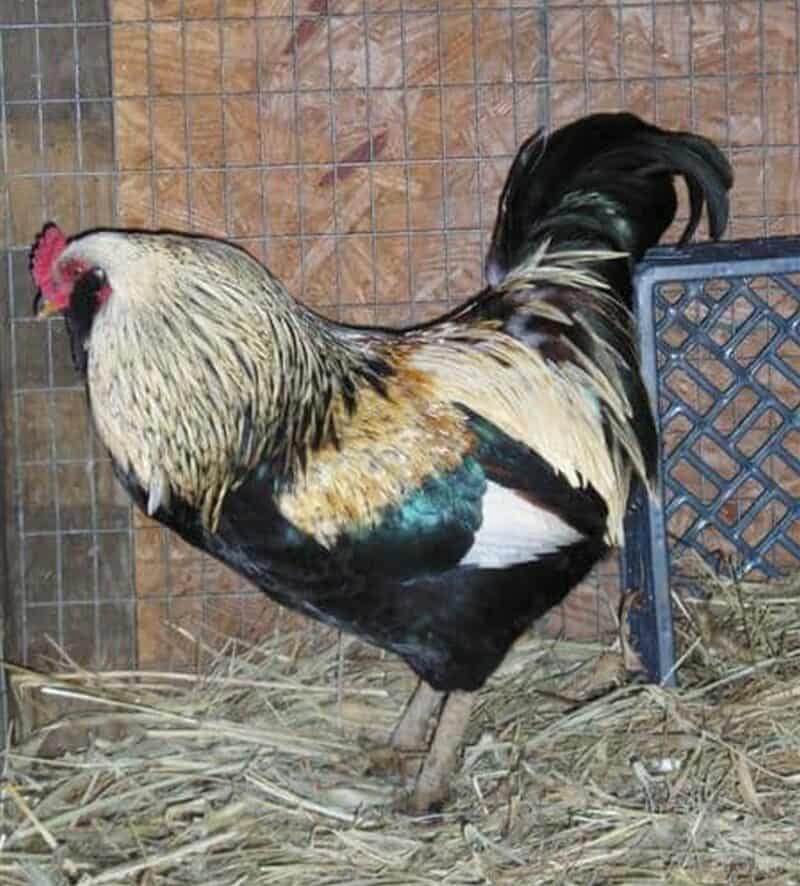 rooster in coop