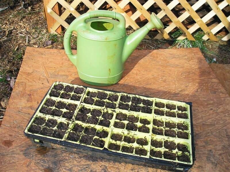 seed starting tray filled with potting soil next to watering can
