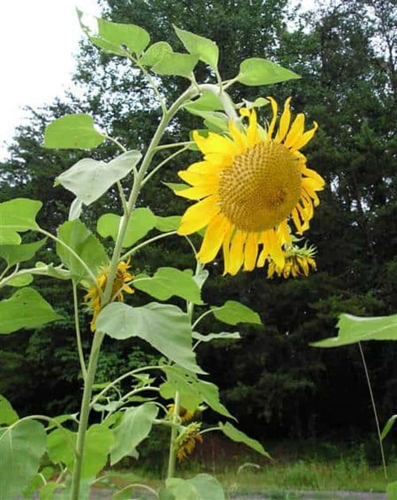 a seedless sunflower
