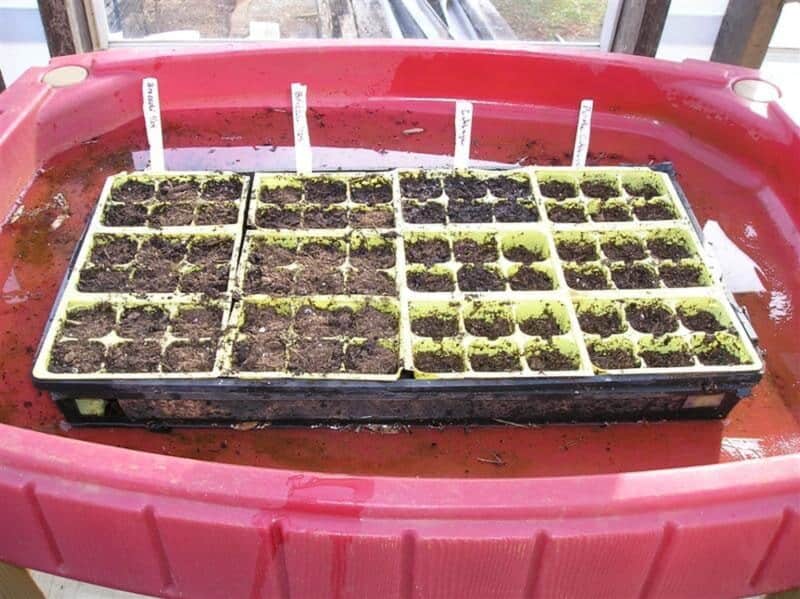bottom watering seeds: the seeds tray is placed inside a container filled with a few inches of water