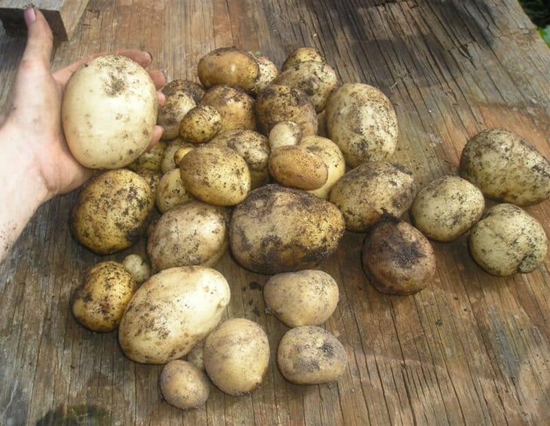 a few pounds of harvested potatoes on wooden table