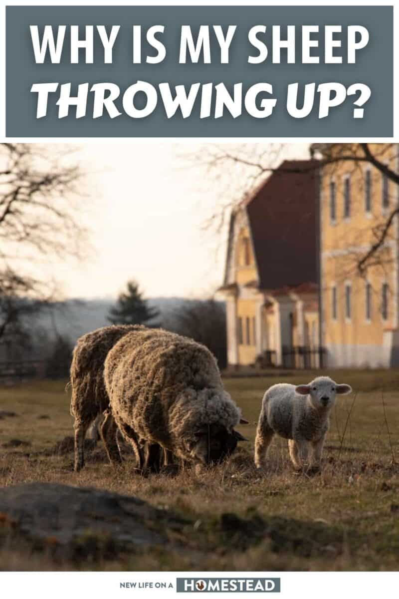 sheep throwing up causes pinterest