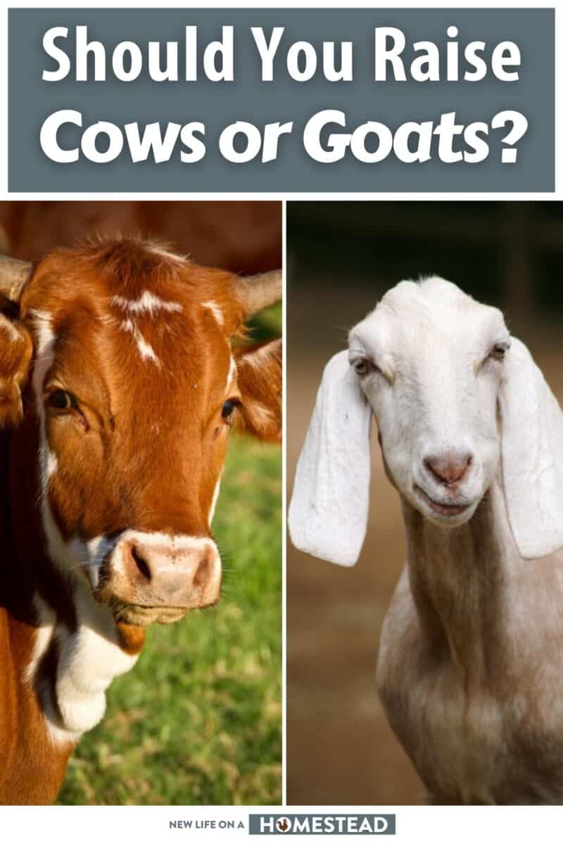 should you raise goats or cows pinterest