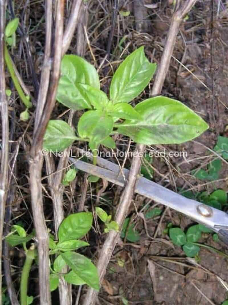 snipping basil plant stem with scissors