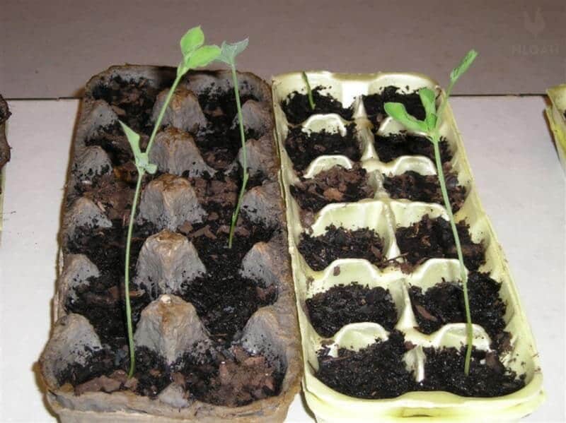sweet pea flowers growing in egg cartons